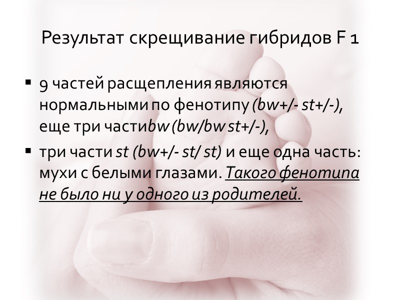 Результат скрещивание гибридов F 1 9 частей расщепления являются нормальными по фенотипу (bw+/- st+/-),